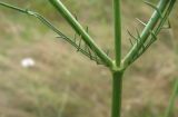 Cephalaria transsylvanica