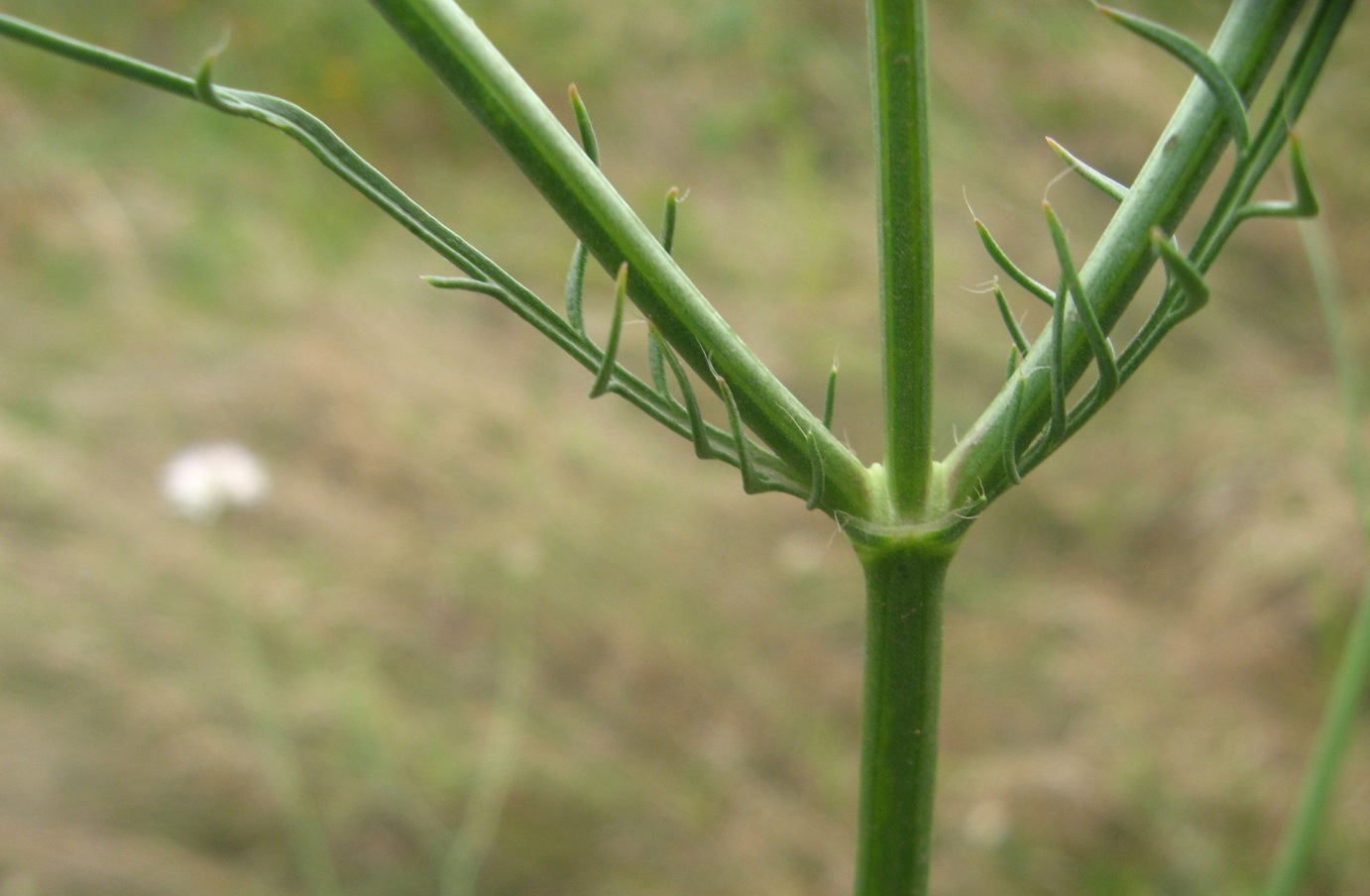 Image of Cephalaria transsylvanica specimen.