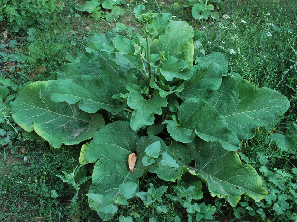 Image of Arctium leiospermum specimen.