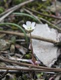 Holosteum umbellatum