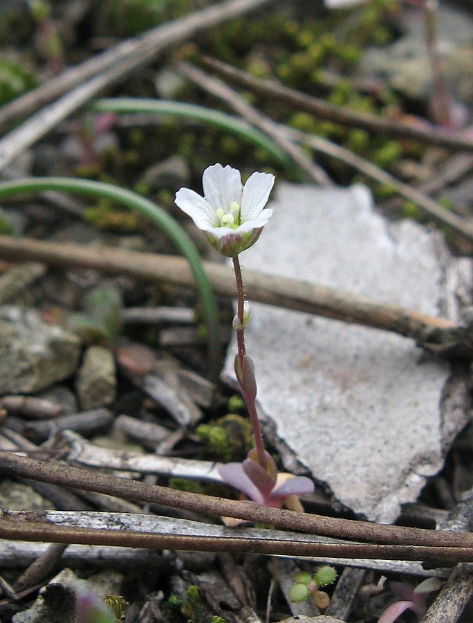 Image of Holosteum umbellatum specimen.