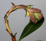 Euphorbia amygdaloides. Развивающееся соцветие. Германия, г. Кемпен, у прогулочной дорожки. 22.03.2013.
