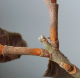 Hydrangea quercifolia. Часть веточки с основаниями побегов, листовым рубцом и покоящимися почками. Германия, г. Кемпен, в парке. 30.03.2013.