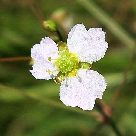 Изображение особи Alisma lanceolatum.