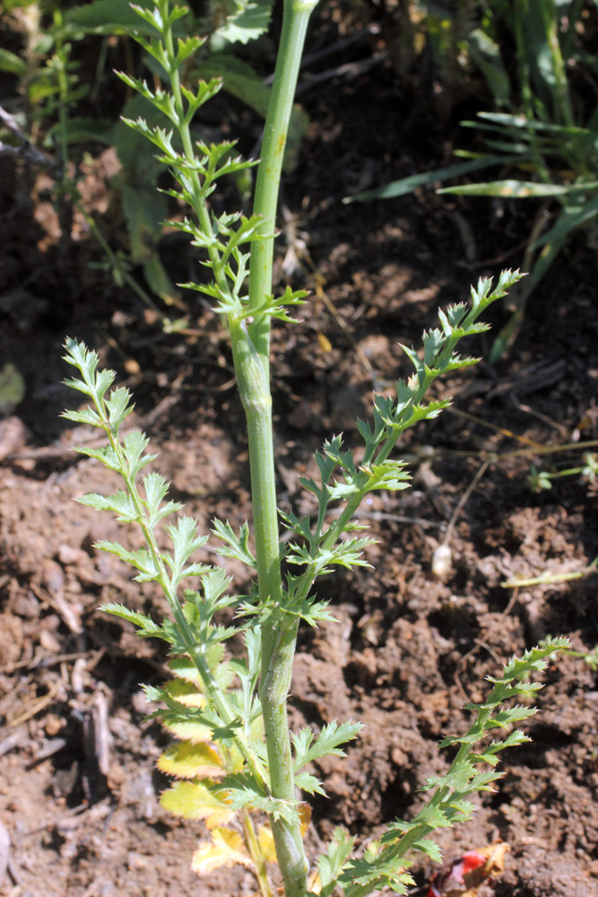 Image of Oedibasis apiculata specimen.