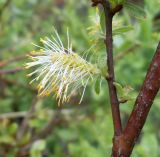 Salix aurita. Мужское соцветие. Московская обл., Лотошинский р-н, окр. дер. Савостино. 23.05.2013.