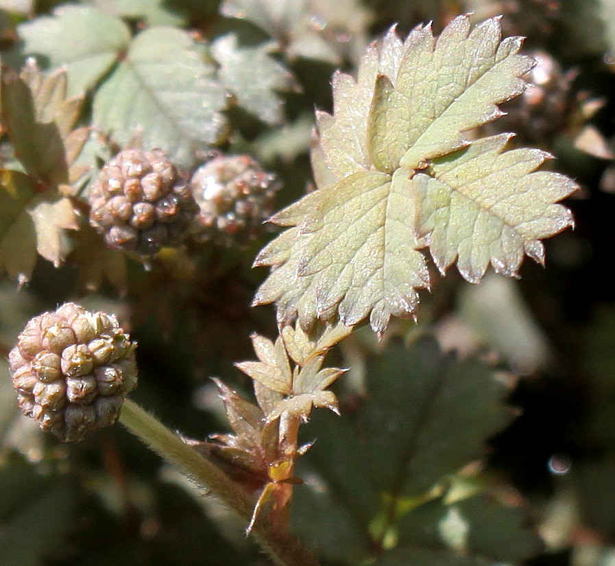 Image of genus Acaena specimen.