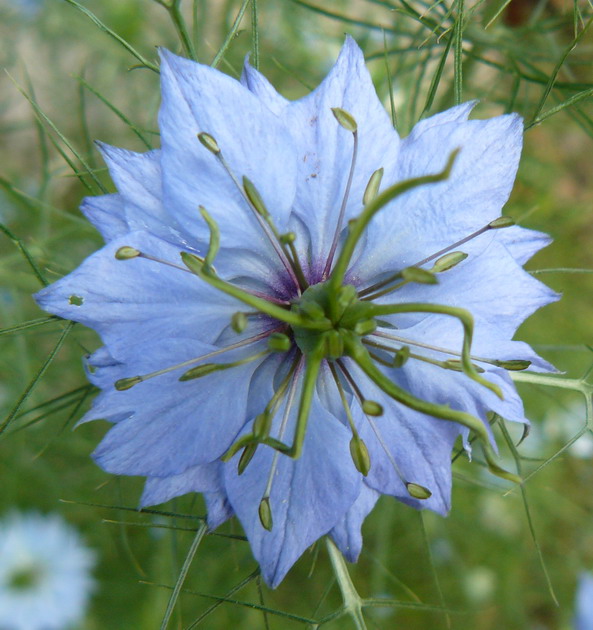 Image of Nigella damascena specimen.