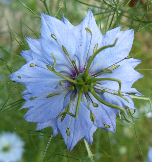 Изображение особи Nigella damascena.