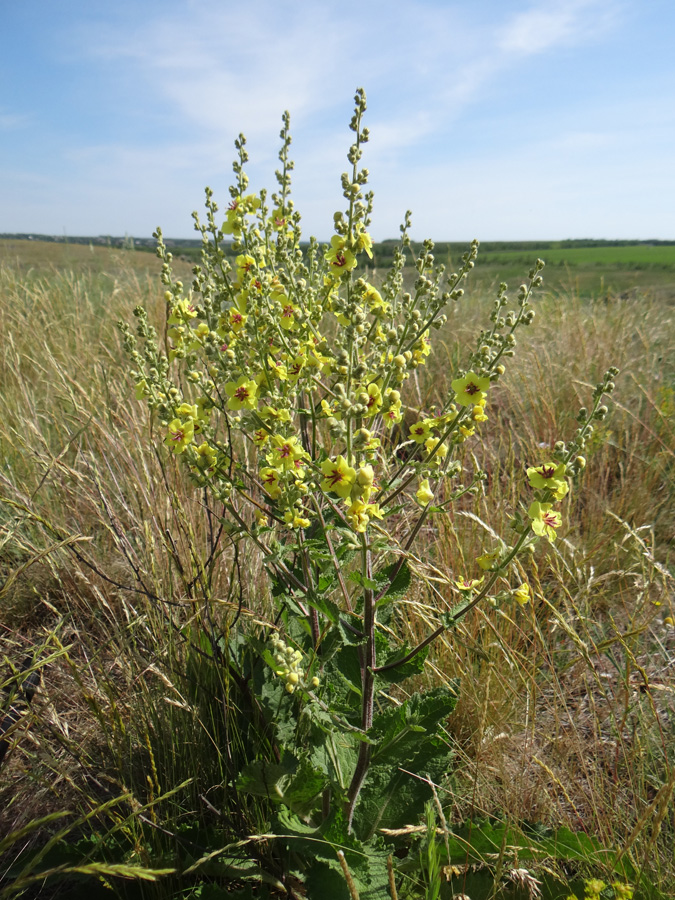 Изображение особи Verbascum marschallianum.