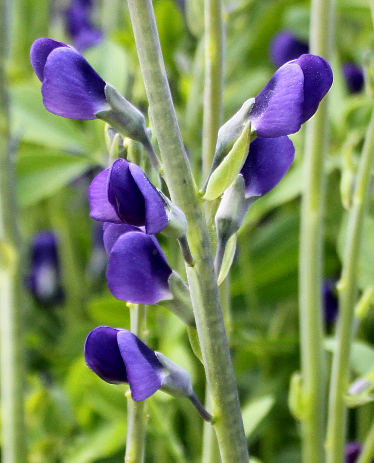 Image of Baptisia australis specimen.