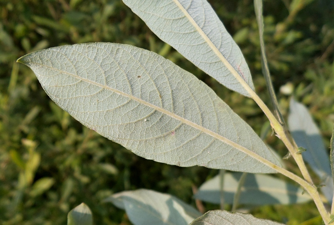Image of Salix cinerea specimen.