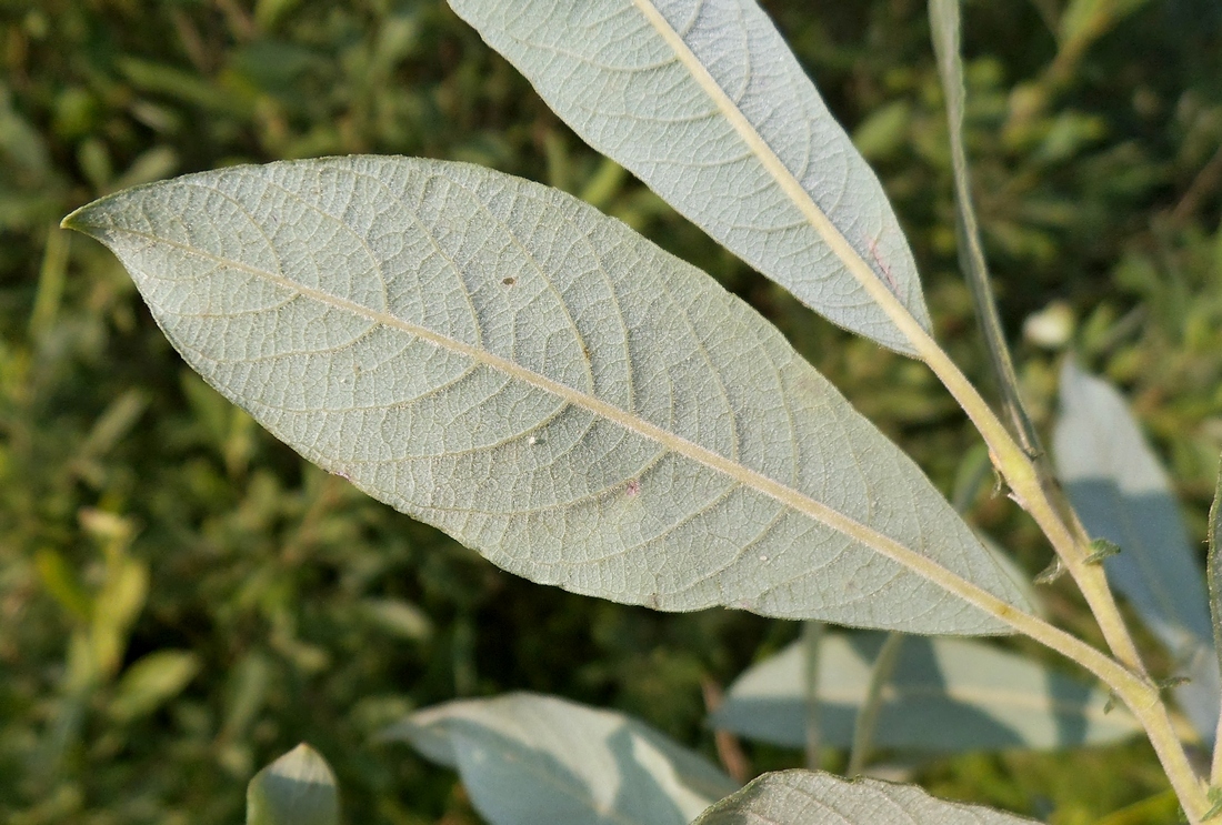 Изображение особи Salix cinerea.