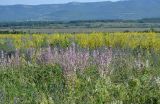 Salvia sclarea. Цветущие растения. Крым, Байдарская долина, окр. с. Родниковое. 6 июля 2013 г.