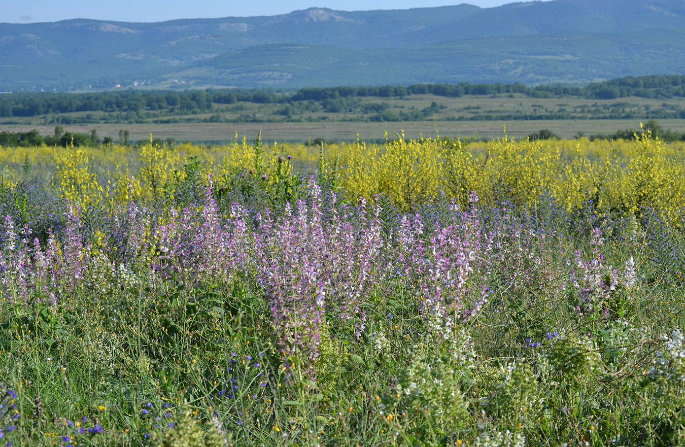 Изображение особи Salvia sclarea.