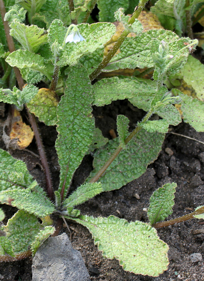 Изображение особи Borago pygmaea.