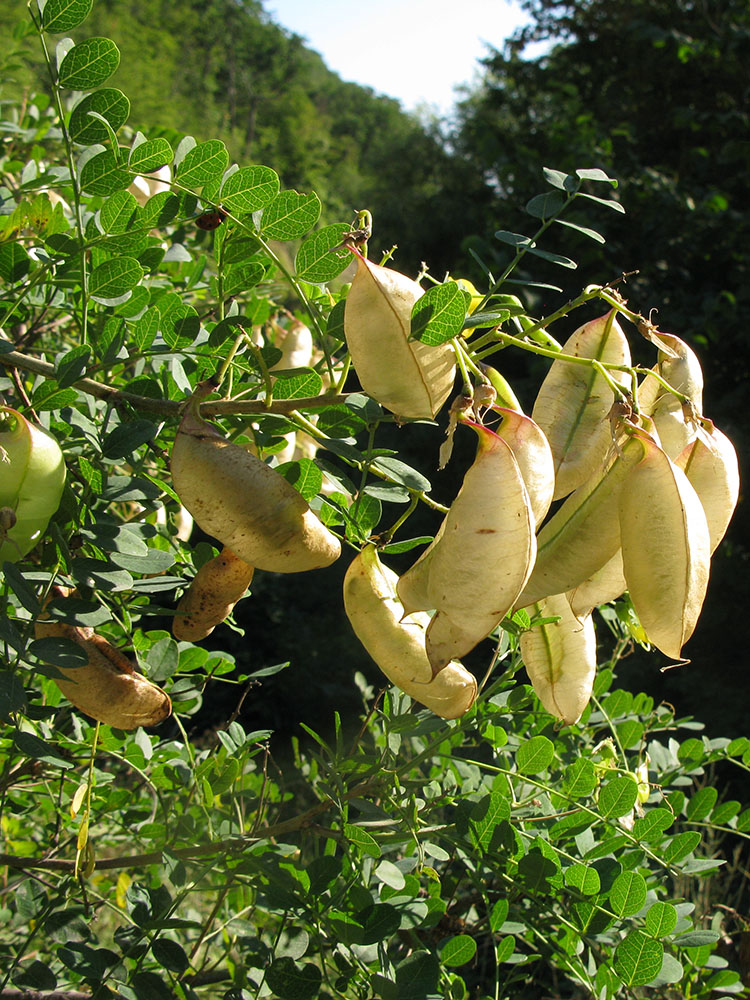 Image of Colutea cilicica specimen.
