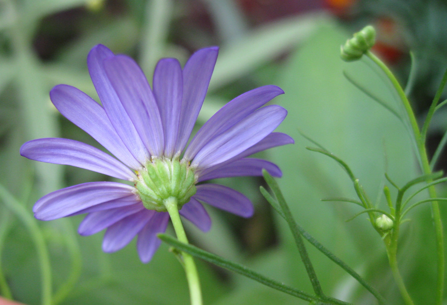 Изображение особи Brachyscome multifida.