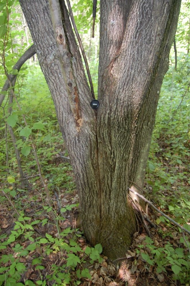 Image of Tilia sibirica specimen.