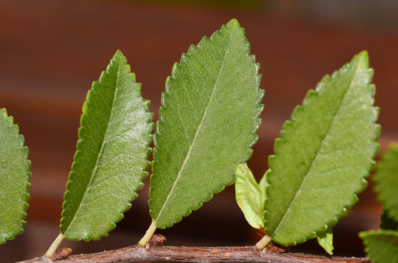 Image of Ulmus parvifolia specimen.