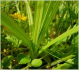 Carex vulpina