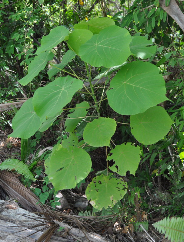 Image of Macaranga grandifolia specimen.