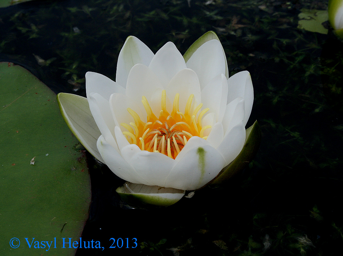 Изображение особи Nymphaea candida.