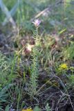 genus Pseudosedum