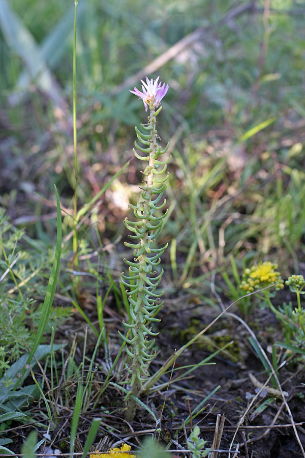 Изображение особи род Pseudosedum.