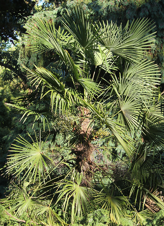 Изображение особи Trachycarpus fortunei.