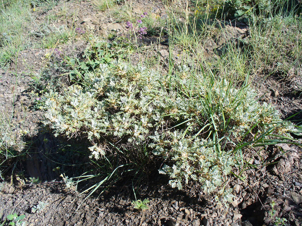 Image of Astragalus aureus specimen.