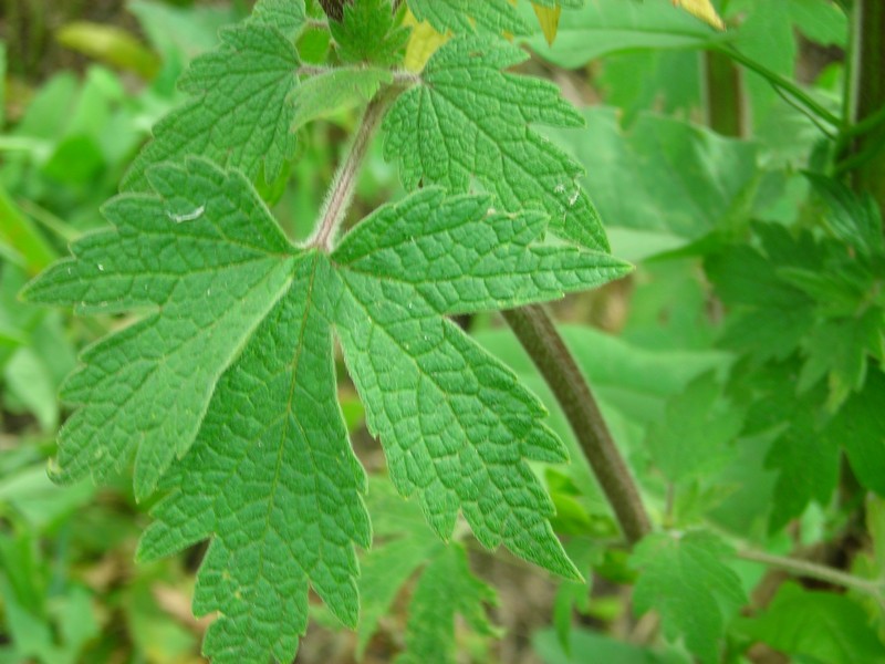 Изображение особи Leonurus quinquelobatus.