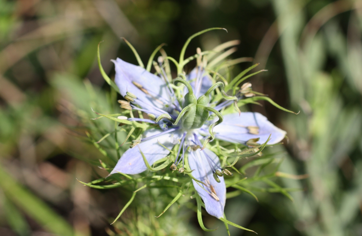 Изображение особи Nigella elata.