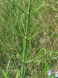 Equisetum ramosissimum. Средняя часть стебля с боковыми веточками. Украина, г. Запорожье, зелёная зона возле р. Днепр. 10.07.2011.