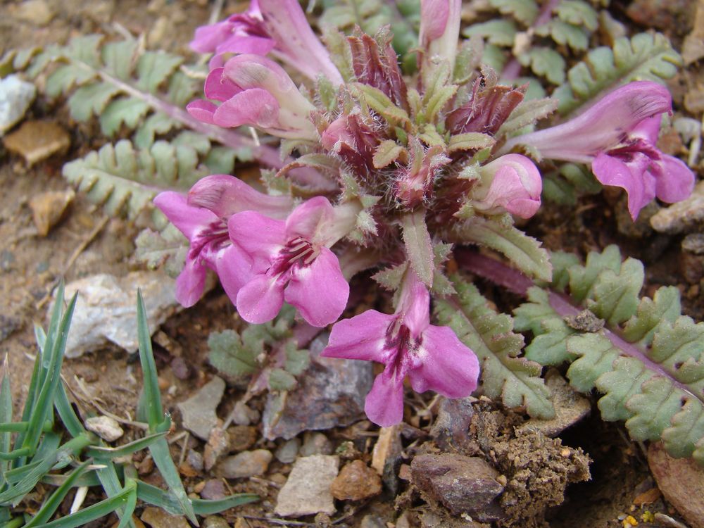 Изображение особи Pedicularis semenowii.