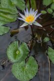 Nymphaea nouchali var. caerulea