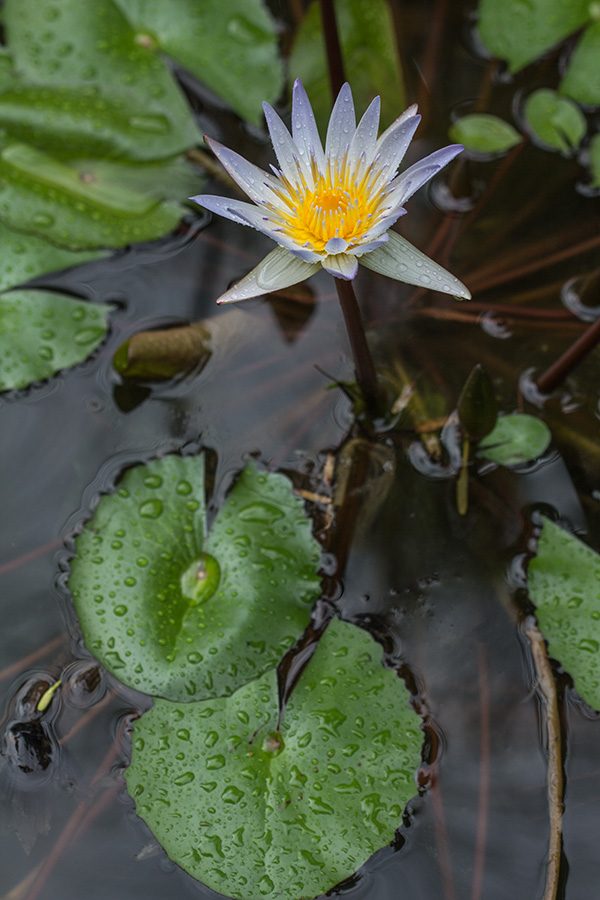 Изображение особи Nymphaea nouchali var. caerulea.
