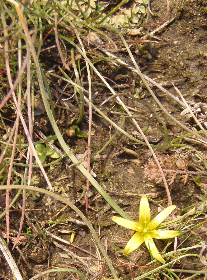 Image of genus Gagea specimen.