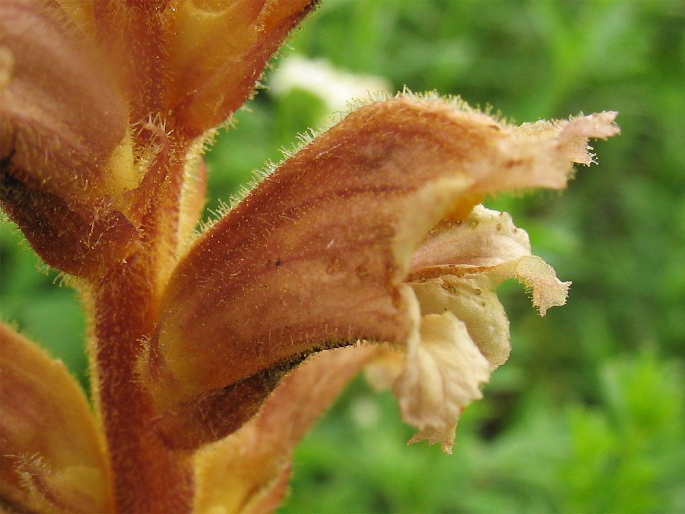 Image of Orobanche lutea specimen.