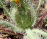 Centaurea benedicta