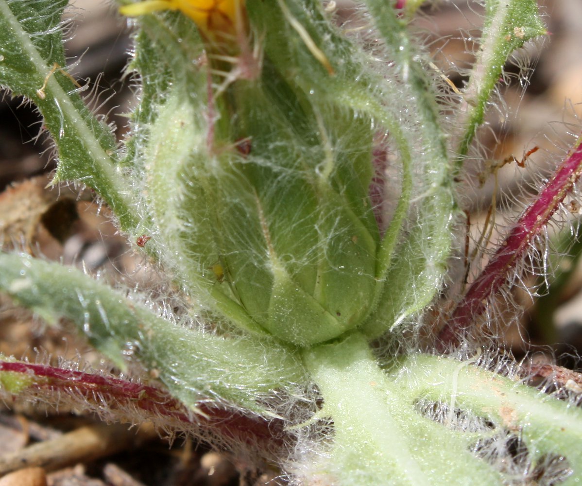 Изображение особи Centaurea benedicta.