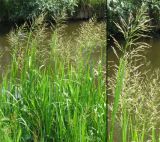 Glyceria maxima