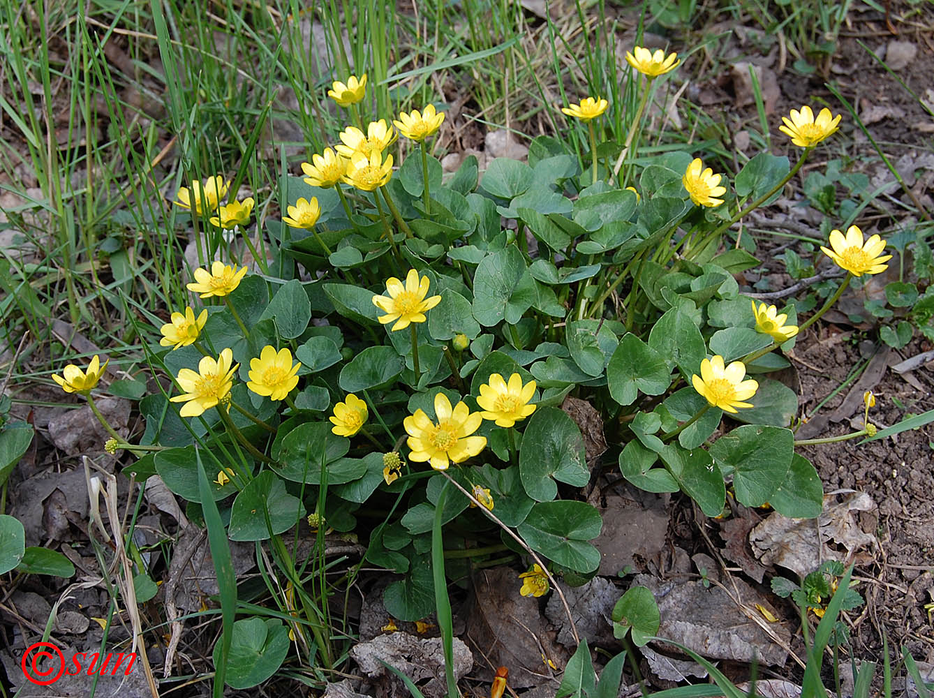 Изображение особи Ficaria calthifolia.