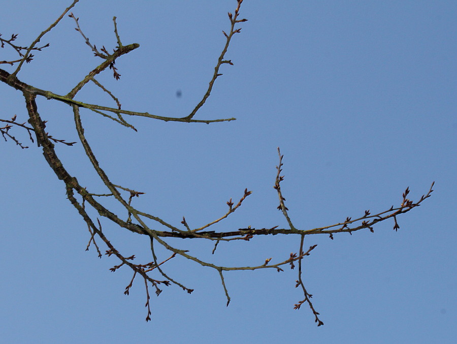 Image of Prunus serrula specimen.