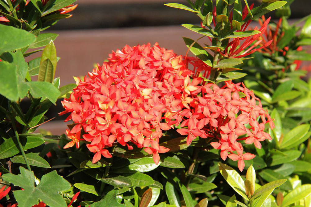 Image of Ixora coccinea specimen.