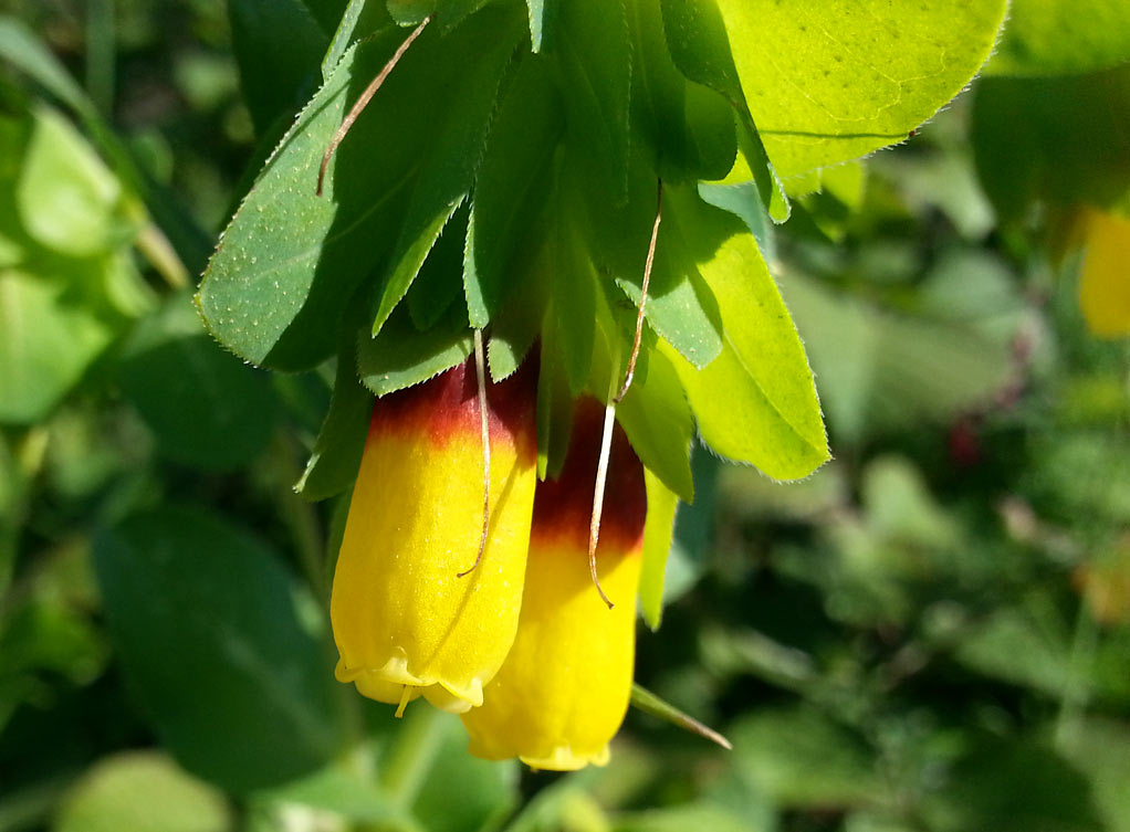 Изображение особи Cerinthe major.
