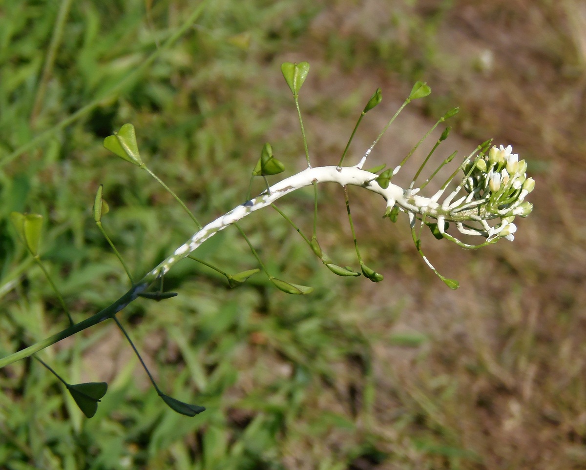 Изображение особи Capsella bursa-pastoris.