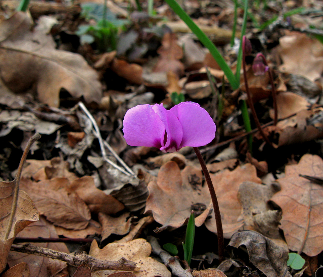 Изображение особи Cyclamen coum.