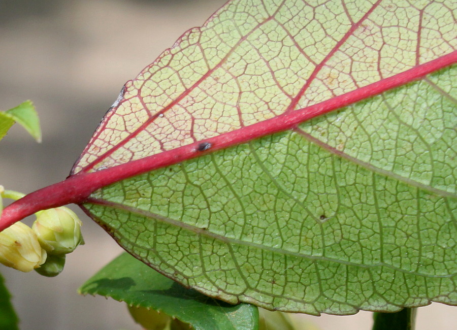 Изображение особи Aristotelia chilensis.