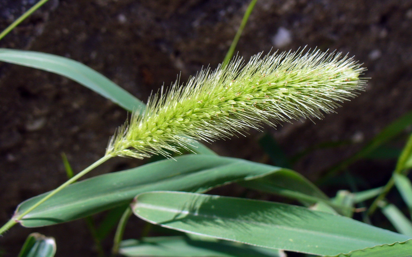 Image of Setaria viridis specimen.